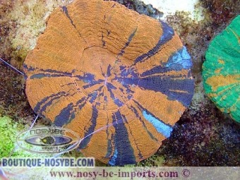 Scolymia Australensis WYSIWYG Scolymia Australensis WYSIWYG