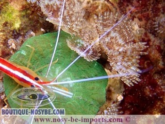 Scolymia + Sabellastarte magnifica Scolymia + Sabellastarte magnifica