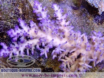 Acropora echinata Ice fire WYSIWYG Acropora echinata Ice fire WYSIWYG