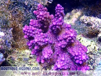 Acropora sp. ultra violet L Acropora sp. ultra violet L