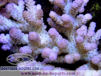 Acropora sp. Australie tricolore Acropora sp. Australie tricolore
