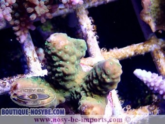 Acropora humilis S WYSIWYG Acropora humilis S WYSIWYG