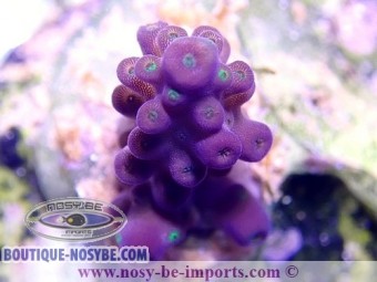 Acropora sp. violet WYSIWYG Acropora sp. violet WYSIWYG