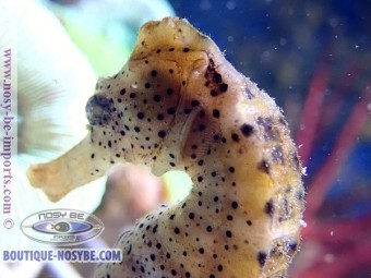 Hippocampus reidi jaune Elevage WYSIWYG Hippocampus reidi jaune Elevage WYSIWYG