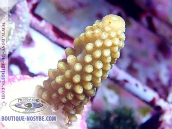 Acropora humilis vert bouture WYSIWYG Acropora humilis vert bouture WYSIWYG