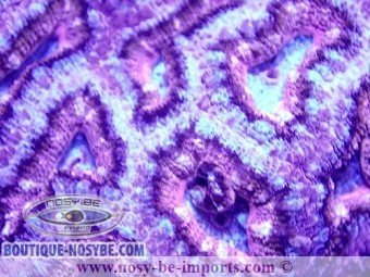 Acanthastrea lordhowensis rose/violet/bleu WYSIWYG Acanthastrea lordhowensis rose/violet/bleu WYSIWYG