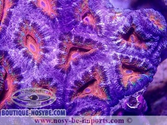 Acanthastrea lordhowensis rouge et violet WYSIWYG Acanthastrea lordhowensis rouge et violet WYSIWYG
