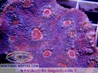Echinophyllia sp. Rainbow WYSIWYG Echinophyllia sp. Rainbow WYSIWYG
