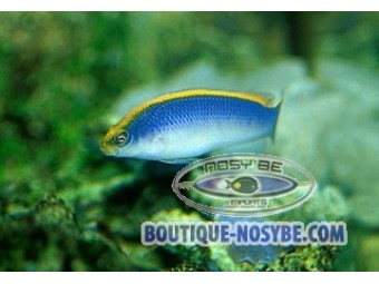 https://www.boutique-nosybe.com/100-thickbox_default/pseudochromis-flavivertex.jpg