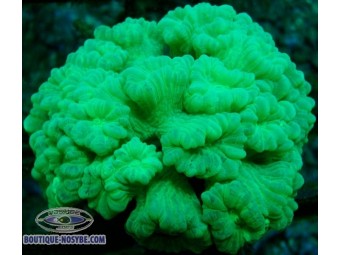 https://www.boutique-nosybe.com/1003-thickbox_default/caulastrea-echinulata.jpg