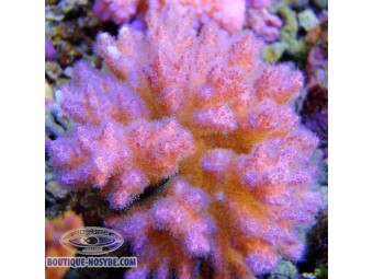 https://www.boutique-nosybe.com/1018-thickbox_default/pocillopora-damicornis.jpg