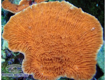 https://www.boutique-nosybe.com/1024-thickbox_default/montipora-capricornis-orange.jpg