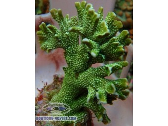 https://www.boutique-nosybe.com/1028-thickbox_default/montipora-digitata-polypes-verts.jpg