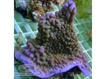 https://www.boutique-nosybe.com/1029-thickbox_default/montipora-undata.jpg