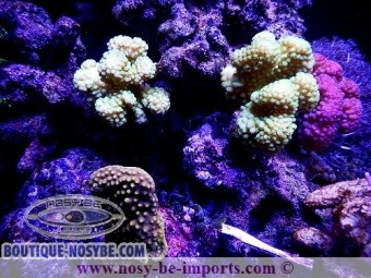 https://www.boutique-nosybe.com/1061-thickbox_default/pocillopora-eydouxi.jpg