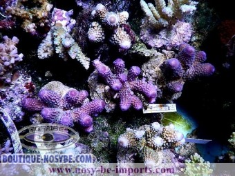 https://www.boutique-nosybe.com/1077-thickbox_default/acropora-humilis.jpg