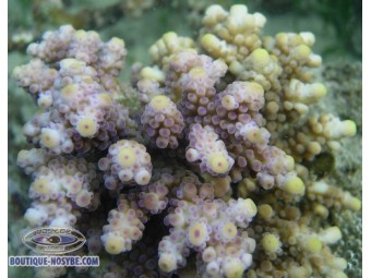 https://www.boutique-nosybe.com/1079-thickbox_default/acropora-squarosa.jpg