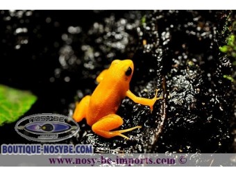 https://www.boutique-nosybe.com/1085-thickbox_default/mantella-aurantiaca.jpg