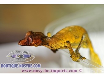 https://www.boutique-nosybe.com/1149-thickbox_default/uroplatus-phantasticus.jpg