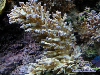 https://www.boutique-nosybe.com/115-thickbox_default/acropora-echinata.jpg