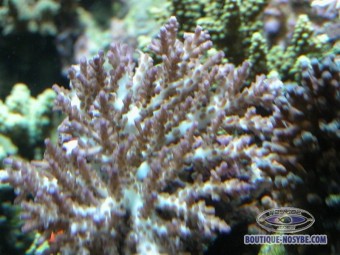 https://www.boutique-nosybe.com/116-thickbox_default/acropora-desalwii.jpg