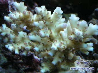 https://www.boutique-nosybe.com/117-thickbox_default/acropora-loripes.jpg