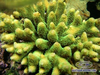 https://www.boutique-nosybe.com/118-thickbox_default/acropora-millepora.jpg