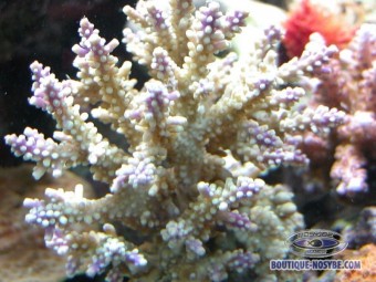 https://www.boutique-nosybe.com/119-thickbox_default/acropora-secale.jpg