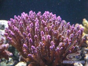 https://www.boutique-nosybe.com/121-thickbox_default/acropora-subulata.jpg