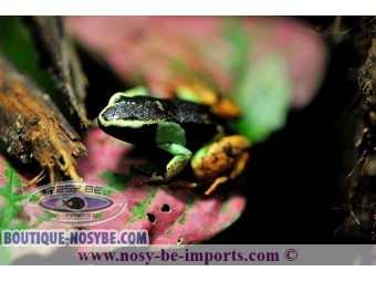 https://www.boutique-nosybe.com/1210-thickbox_default/mantella-madagascariensis.jpg