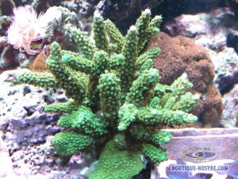 https://www.boutique-nosybe.com/126-thickbox_default/acropora-robusta.jpg