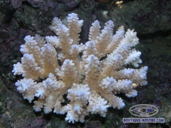 https://www.boutique-nosybe.com/127-thickbox_default/acropora-nasuta.jpg