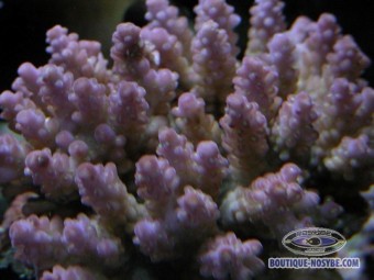 https://www.boutique-nosybe.com/132-thickbox_default/acropora-subulata-violet-polypes-verts.jpg