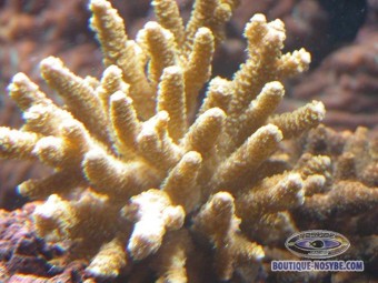 https://www.boutique-nosybe.com/133-thickbox_default/acropora-millepora-jaune.jpg