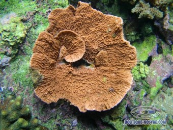 https://www.boutique-nosybe.com/134-thickbox_default/montipora-capricornis-orange.jpg