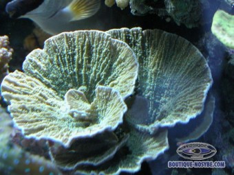 https://www.boutique-nosybe.com/135-thickbox_default/montipora-sp-vert.jpg