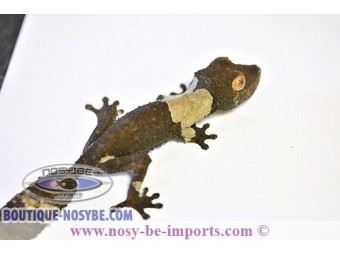 https://www.boutique-nosybe.com/1358-thickbox_default/uroplatus-henkeli.jpg