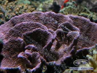 https://www.boutique-nosybe.com/136-thickbox_default/montipora-sp-violet.jpg