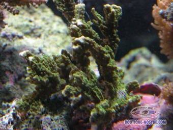 https://www.boutique-nosybe.com/137-thickbox_default/montipora-stellata.jpg