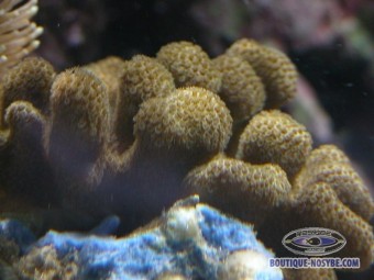 https://www.boutique-nosybe.com/140-thickbox_default/porites-cylindrica.jpg