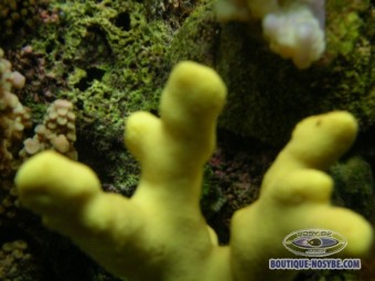 https://www.boutique-nosybe.com/141-thickbox_default/porites-cylindrica-jaune.jpg