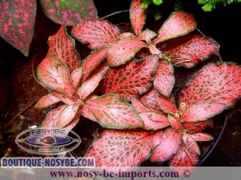 https://www.boutique-nosybe.com/1454-thickbox_default/fittonia-sp-rouge.jpg