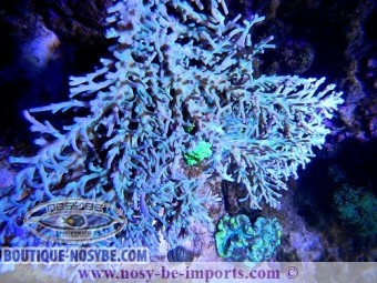 https://www.boutique-nosybe.com/1457-thickbox_default/acropora-sp-australie.jpg