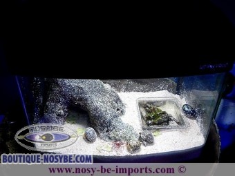 https://www.boutique-nosybe.com/1482-thickbox_default/aquarium-coenobita-pack.jpg