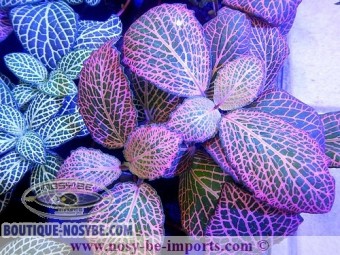 https://www.boutique-nosybe.com/1557-thickbox_default/fittonia-sp-rose.jpg