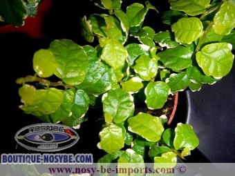 https://www.boutique-nosybe.com/1564-thickbox_default/ficus-pumila-variegata.jpg