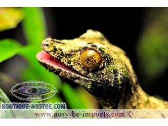 https://www.boutique-nosybe.com/1567-thickbox_default/uroplatus-sameiti.jpg