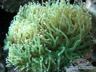 https://www.boutique-nosybe.com/163-thickbox_default/euphyllia-glabrescens-vert-metal.jpg