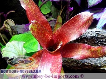 https://www.boutique-nosybe.com/1677-thickbox_default/neoregelia-red-waif.jpg