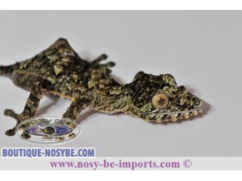 https://www.boutique-nosybe.com/1685-thickbox_default/uroplatus-giganteus.jpg